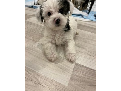 En küçük morkie bebekleri