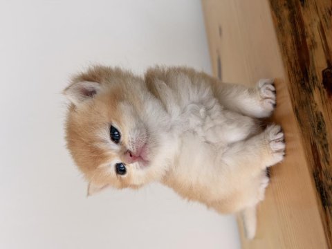 Safkan british shorthair golden ny12 yavrum