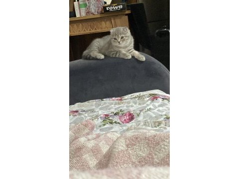 3 aylık erkek scottish fold