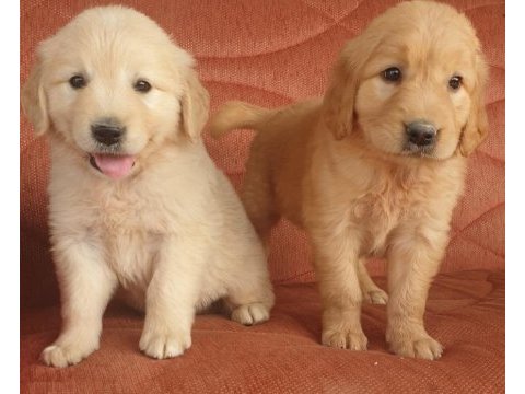Sevimli golden retriever