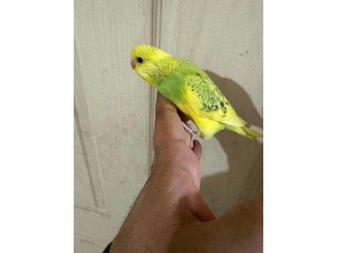 30 günlük erkek bebek muhabbet kuşumuz