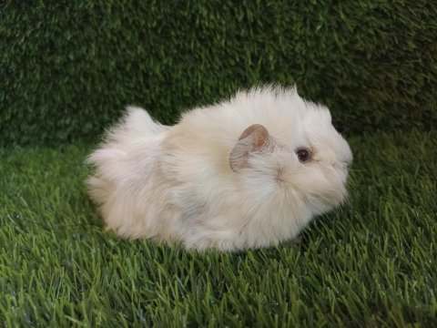 Guinea pig yavrular aynı gün set halinde teslim edilir