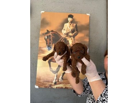 Toy poodle yavrularımız büyüdü