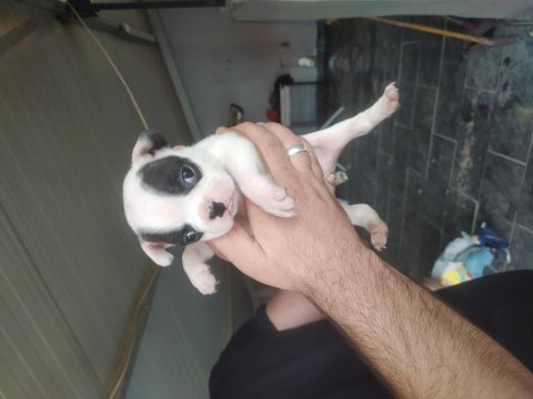 French bulldog fawn yavruları