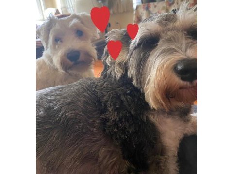 Safkan minyatür schnauzer