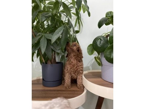 Saf ırk red brown toy poodle yavruları
