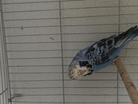Jumbo çift muhabbet kuşu