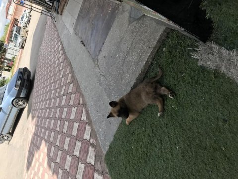 İki aylık dişi malinois