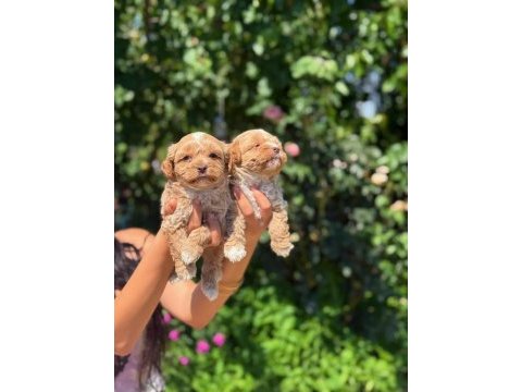 Üst kalite maltipoo bebeklerimiz sağlık garantili
