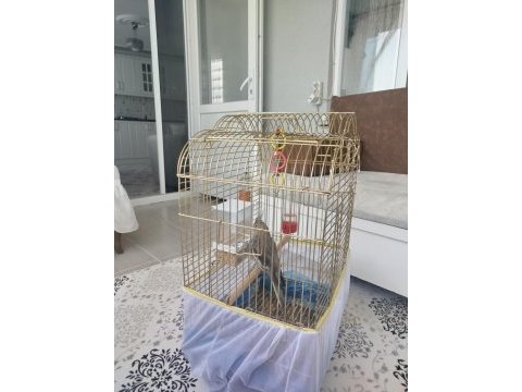 Acil satılık sultan papağanı