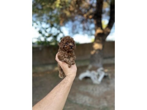 Sağlık ve ırk garantili toy poodle yavrularımız