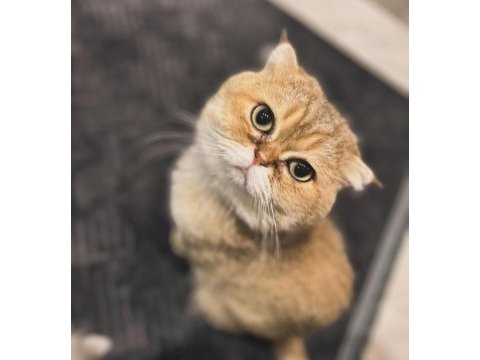 Scottish fold erkek
