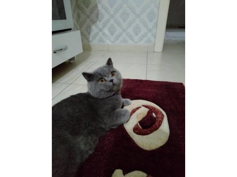 British shorthair boncuk yeni yuvasını arıyor