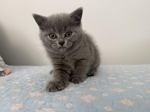 British shorthair 55 günlük