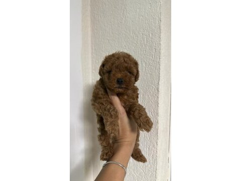 Red brown renk dişi poodle