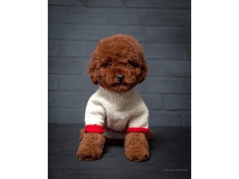 Wc eğitimli ev ortamına uygun poodle bebekler