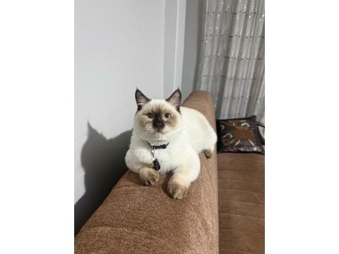 British shorthair