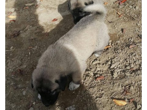 Safkan kangal köpeği