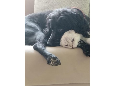 Cocker spaniel dişi 5 yaşında