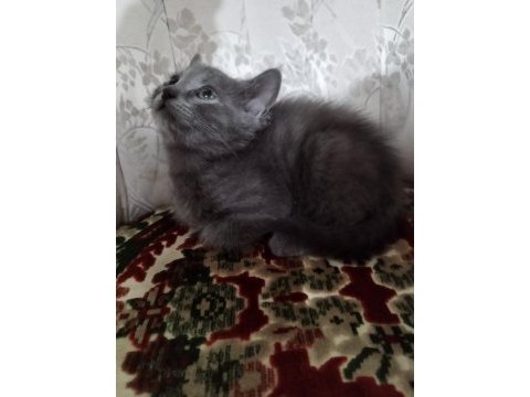 50 günlük erkek ve dişi british shorthair