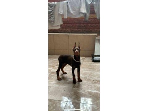 Şampiyon yavrusu 3 aylık dişi doberman