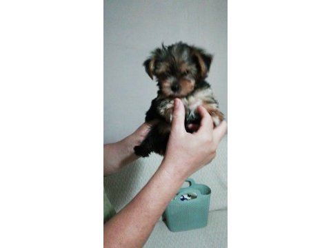 Teacup yorkshire terrier