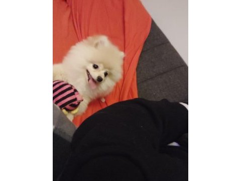 5 aylık sevimli, enerjik, oyuncu, çip ve aşı tam pomeranian