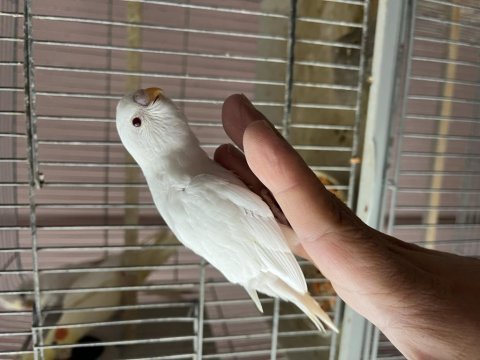 Rainbow albino jumbo muhabbet kuşu