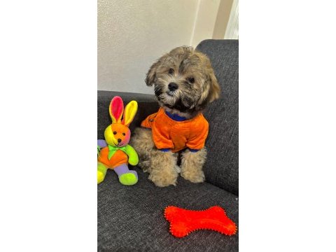 Ayı surat maltipoo yavrularımız