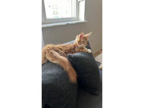 Dev maıne coon erkek kedimiz