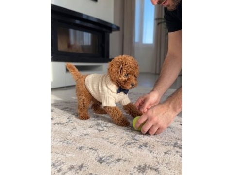 Safkan toy poodle