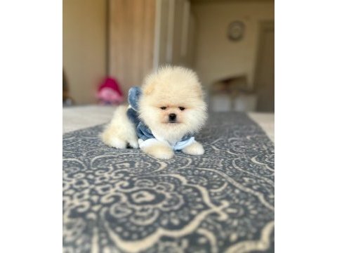 Bal gibi 2 ayıcık pomeranian