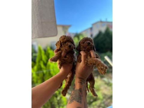 1.5 aylık toy poodle tea cup