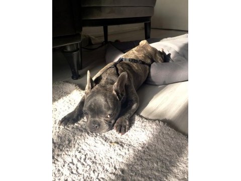French bulldog blue