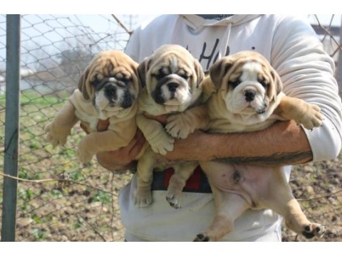 Üst düzey ingiliz bulldog yavrular