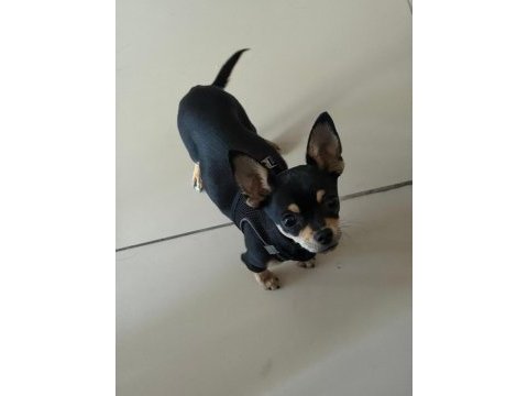 1 yaşında pinscher uysal pet eğitimi var