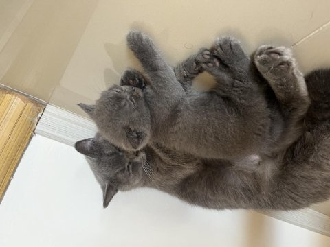 British shorthair erkek