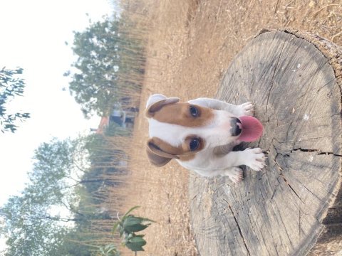 Safkan kısa bacak maskeli jack russell yavrular