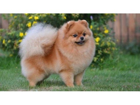 Pomeranian boo yavrularımız sevimli