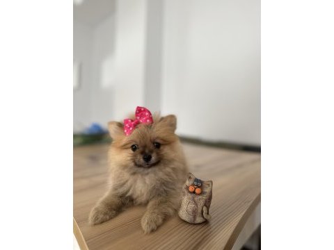 Pomeranian boo sevimli surat