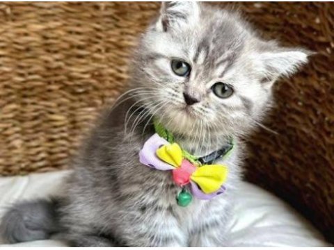 British shorthair yavrularımız