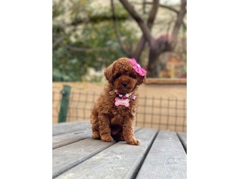 Aşılı tüy dökmeyen micro boy toy poodle