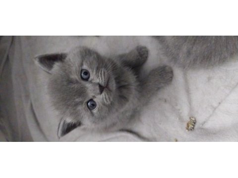 British shorthair kedilerim