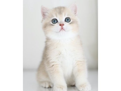 Gülen tontik british shorthair