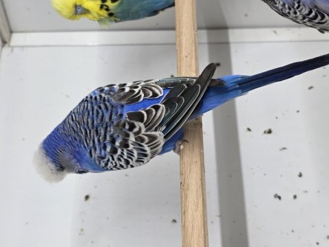 Aks 51 hobi farkı eğitim sağlık geliştirme üretim kuşlar