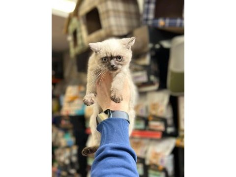 Sevimli british shorthair bebekler