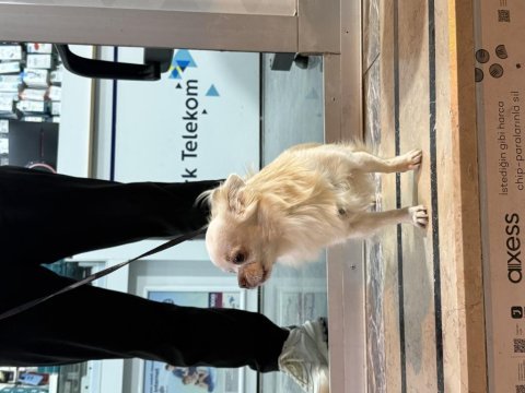 Chihuahua yavrularımız