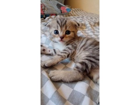 A++ kalite golden tabby scottish fold yavrular