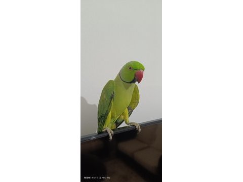 Ele kola alışkın pakistan papağanı