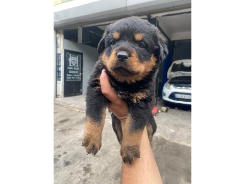 A secereli anne babadan rottweiler